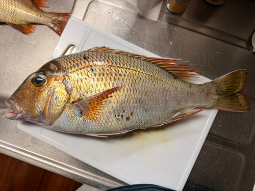 シロダイの釣果