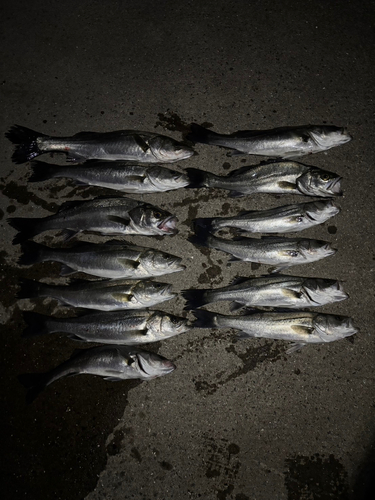 シーバスの釣果