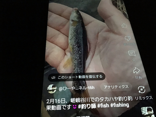 タカハヤの釣果