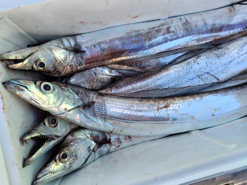 タチウオの釣果