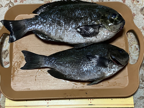 メジナの釣果