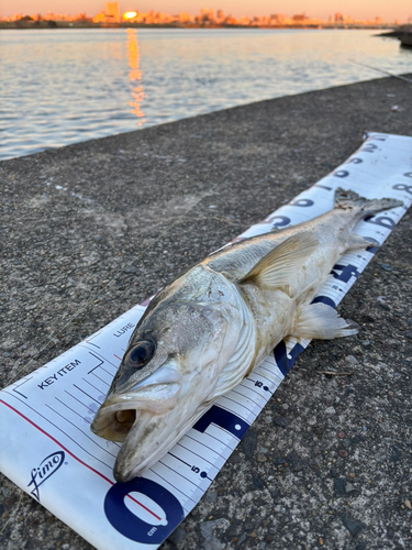 シーバスの釣果