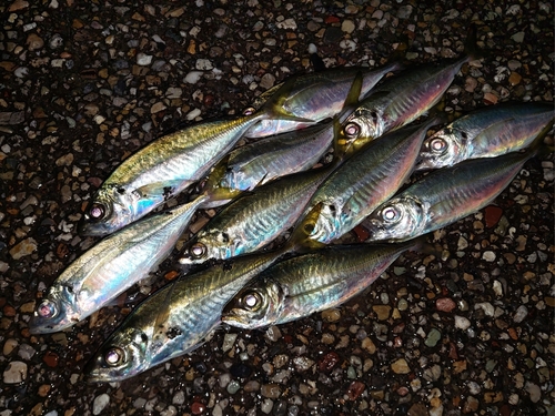 アジの釣果