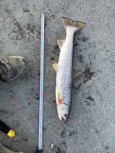 アメマスの釣果