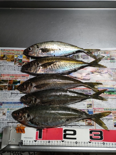 アジの釣果