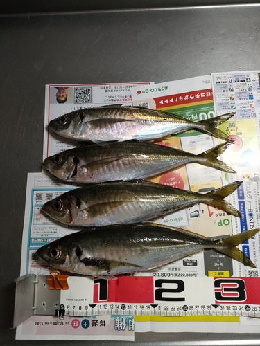 アジの釣果