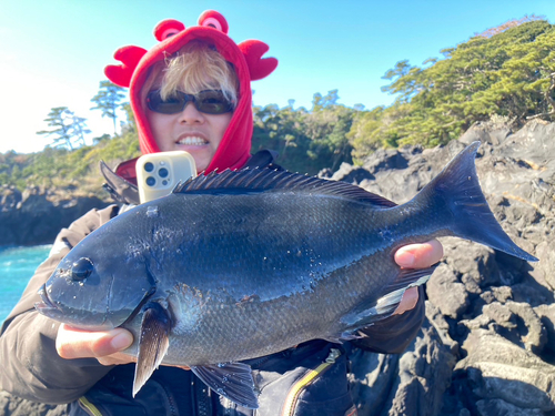 メジナの釣果