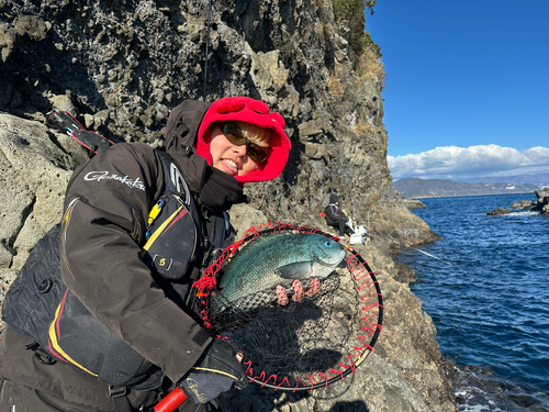 メジナの釣果