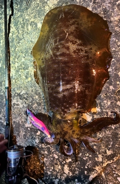 アオリイカの釣果