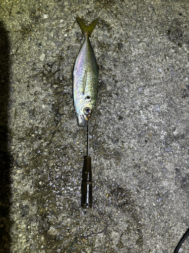 県漁連裏