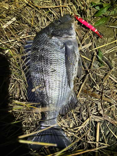 チヌの釣果