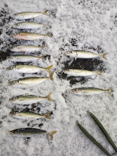 アジの釣果