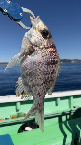 メイチダイの釣果