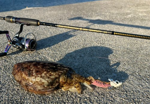 コウイカの釣果