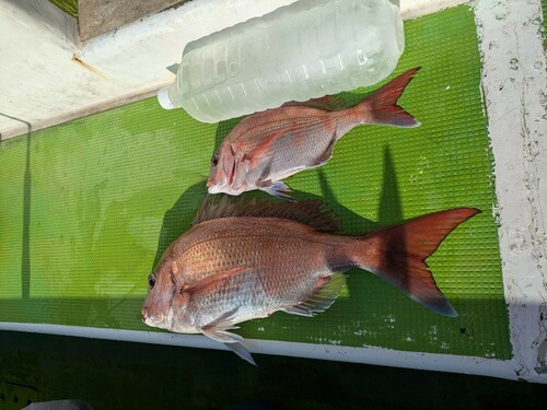 タイの釣果