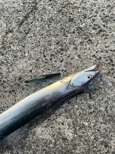 タチウオの釣果