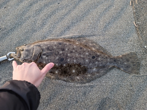 ヒラメの釣果