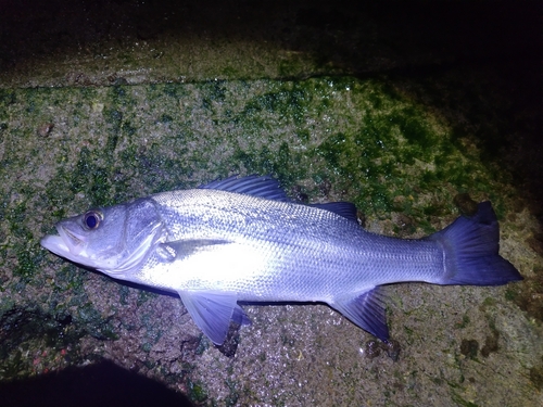 セイゴ（ヒラスズキ）の釣果