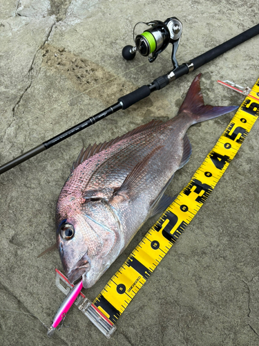 マダイの釣果