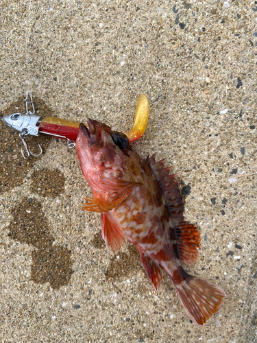 アラカブの釣果