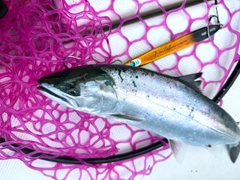 サクラマスの釣果