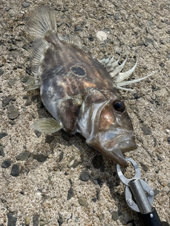 マトウダイの釣果