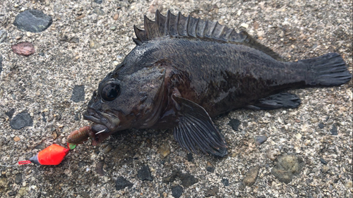 ムラソイの釣果