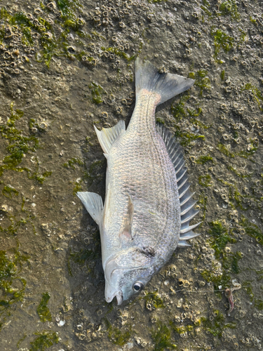 キビレの釣果