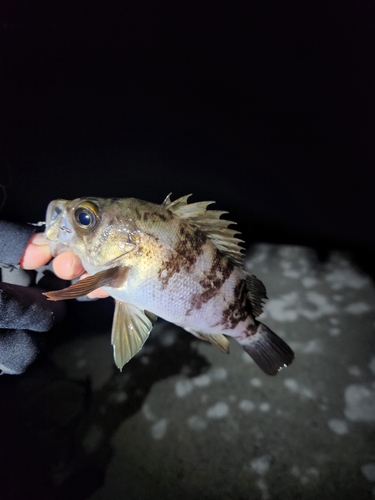 シロメバルの釣果