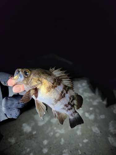 シロメバルの釣果