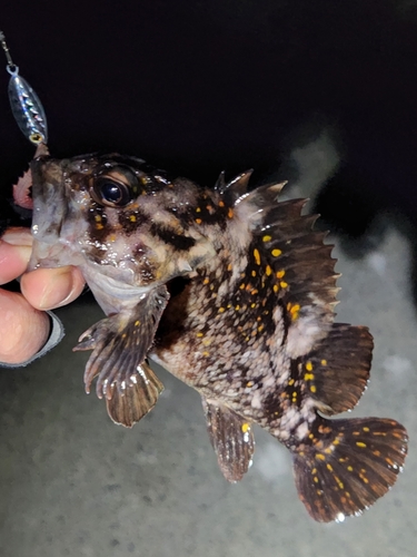 オウゴンムラソイの釣果