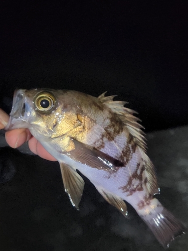 シロメバルの釣果