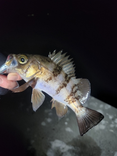 シロメバルの釣果