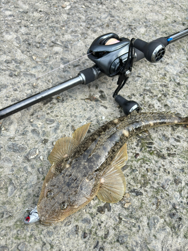 マゴチの釣果