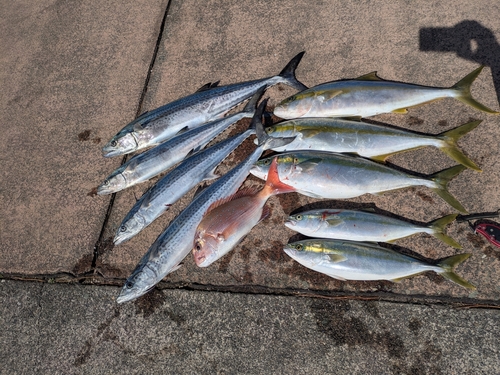 ヒラマサの釣果