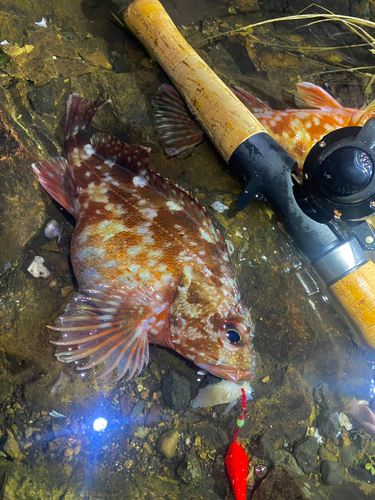 カサゴの釣果