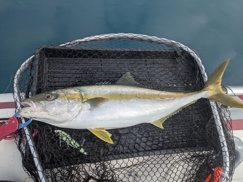 ヒラマサの釣果