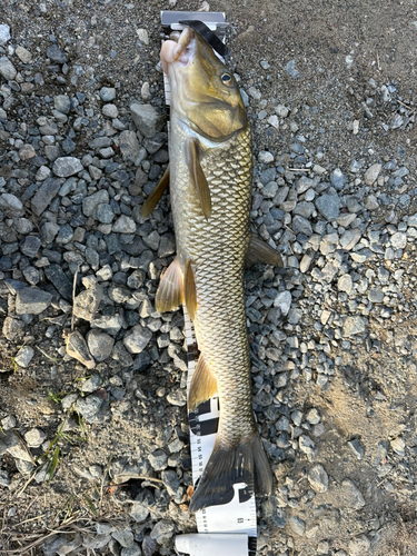 ニゴイの釣果