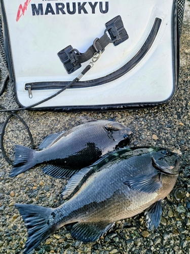 クチブトグレの釣果