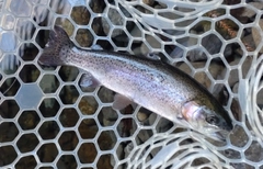 レインボートラウトの釣果