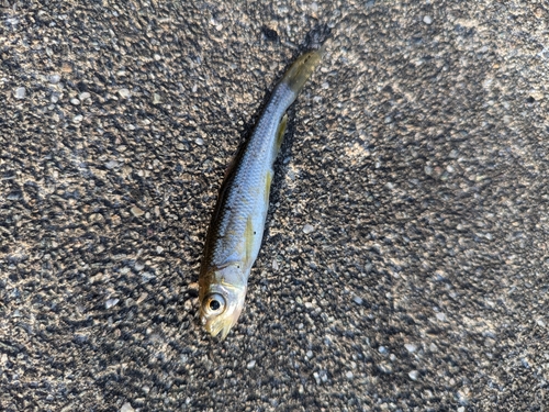 カワムツの釣果