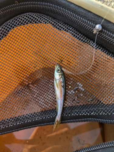 アブラハヤの釣果