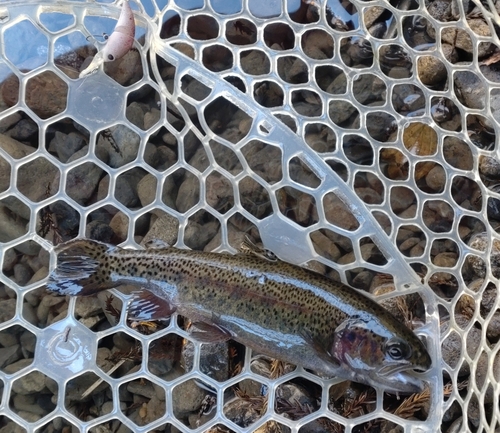 レインボートラウトの釣果