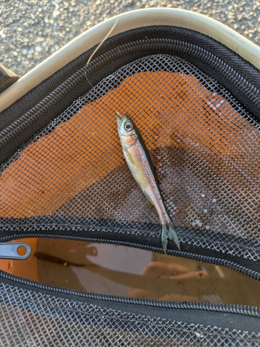 カワムツの釣果