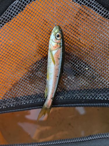 カワムツの釣果