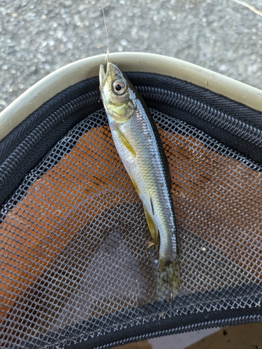 カワムツの釣果