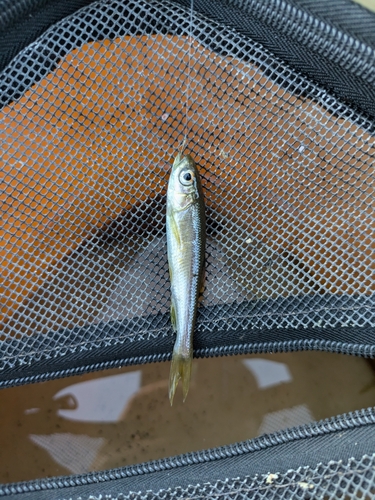 カワムツの釣果