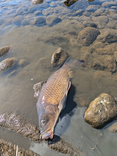 コイの釣果