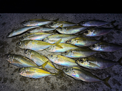 アジの釣果