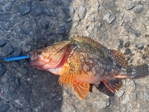 カサゴの釣果